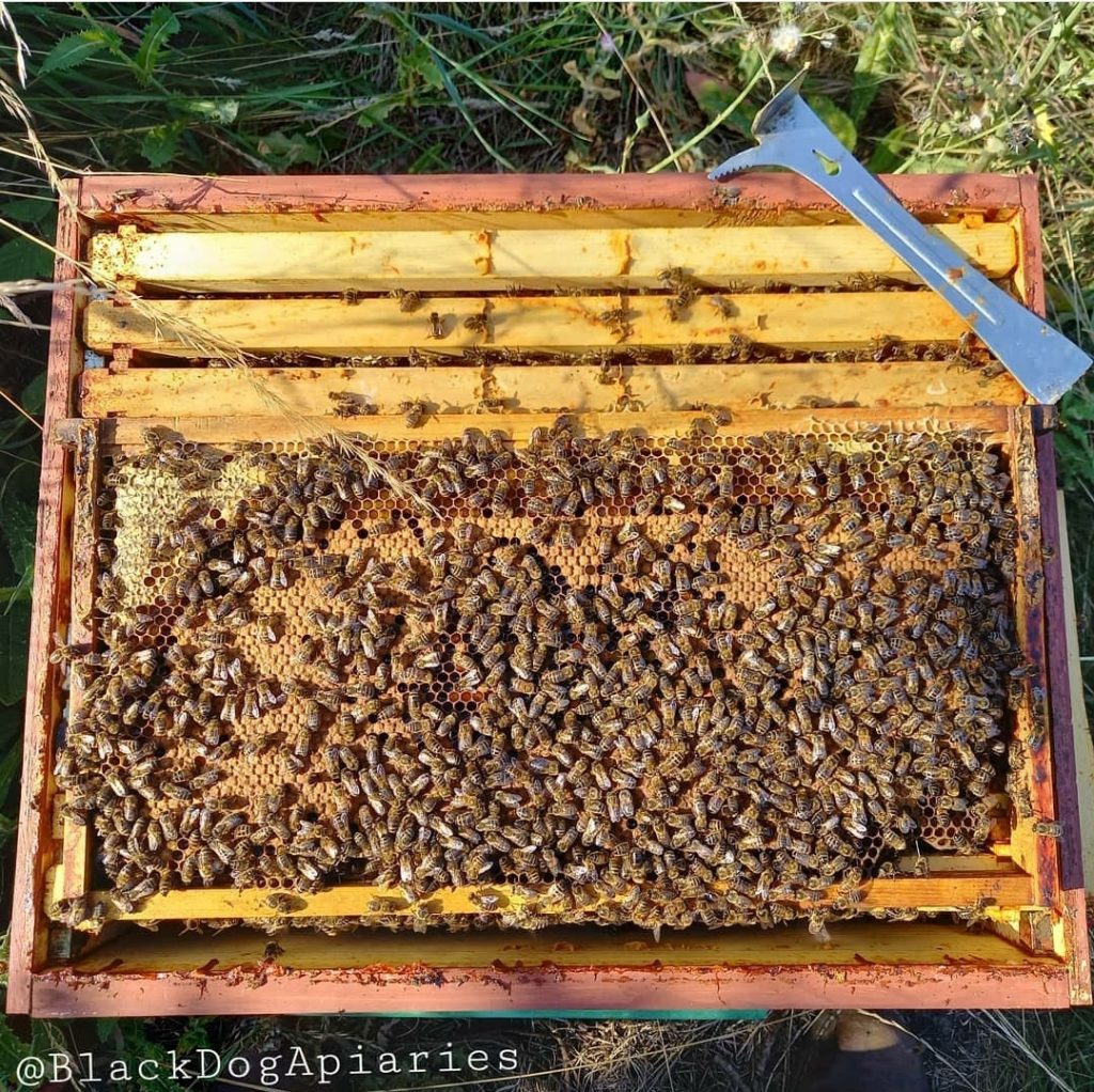 Some of the bees